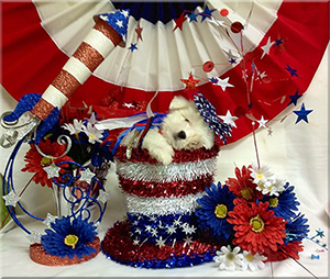 A Coton de Tulear on the Fourth of July