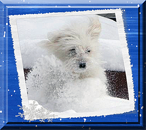 Ultimate Coton de Tulear Snow Girl