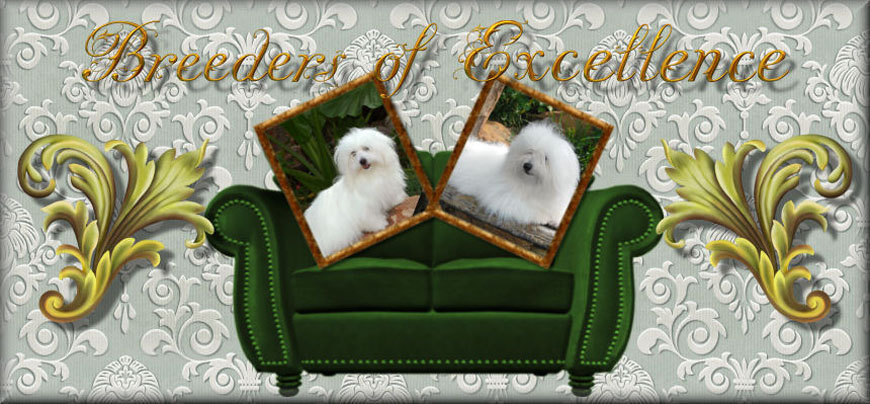 Puppies